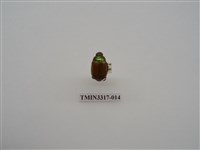 藏品(黃豔金龜)的圖片